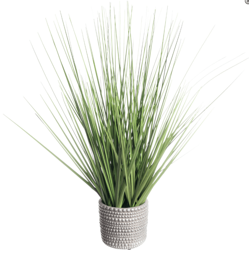 20IN ONION GRASS IN CEMENT POT