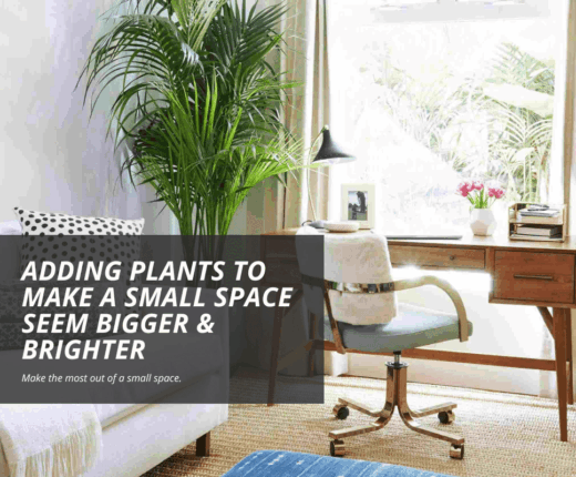 Adding plants to make a small space seem bigger brighter 1
