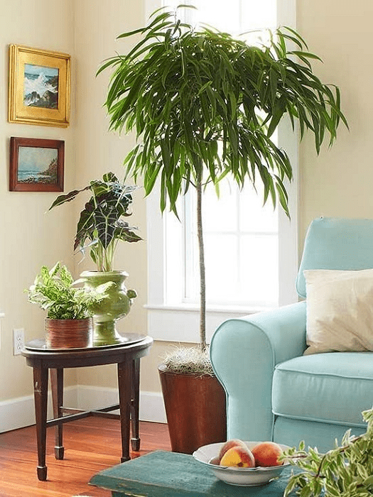 Adding plants to make a small space seem bigger & brighter